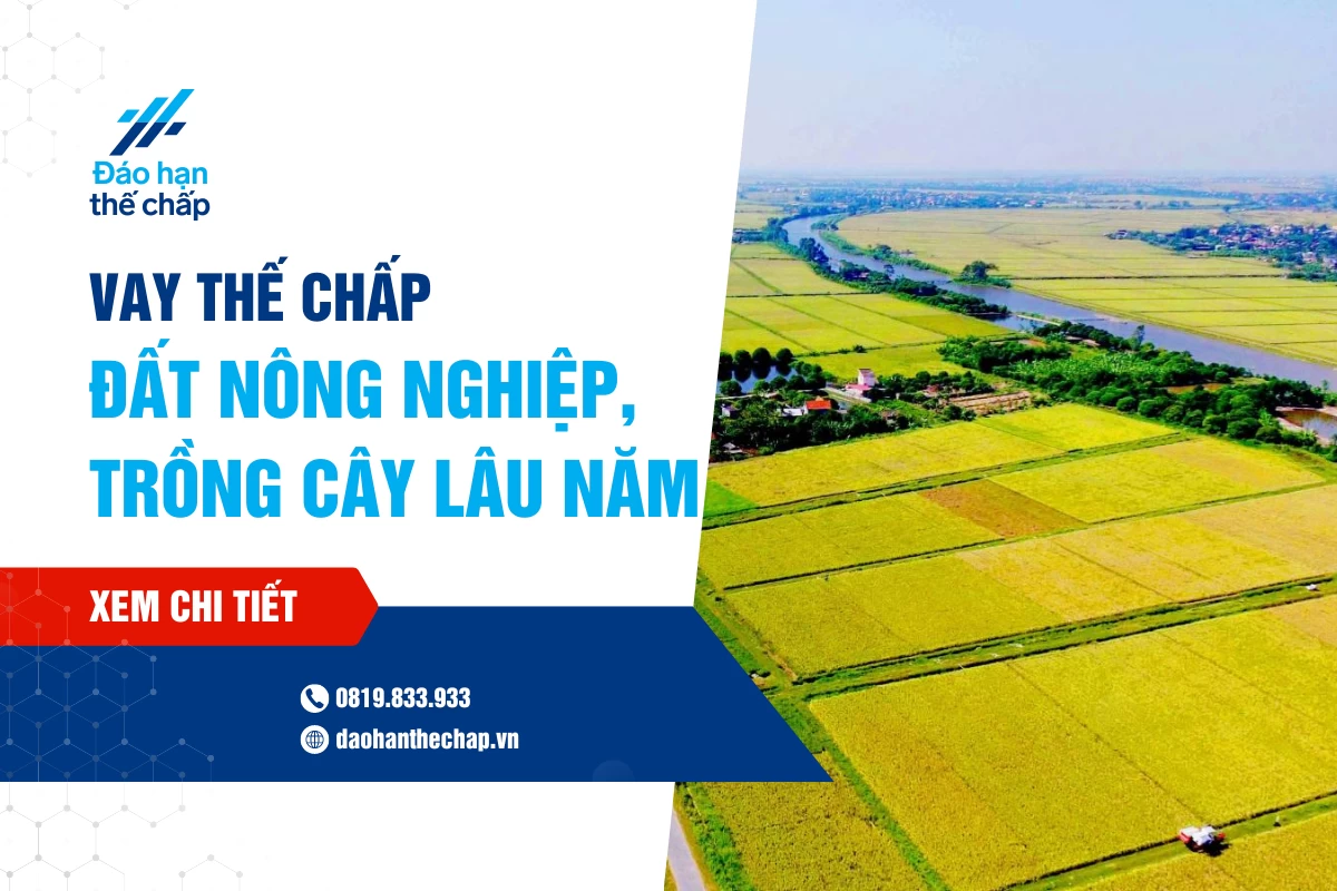 Vay Thế Chấp Đất Nông Nghiệp, Trồng Cây Lâu Năm | Đáo Hạn Thế Chấp