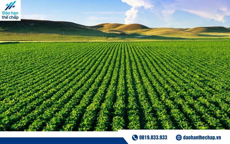 Hồ sơ vay thế chấp đất nông nghiệp, đất trồng cây lâu năm