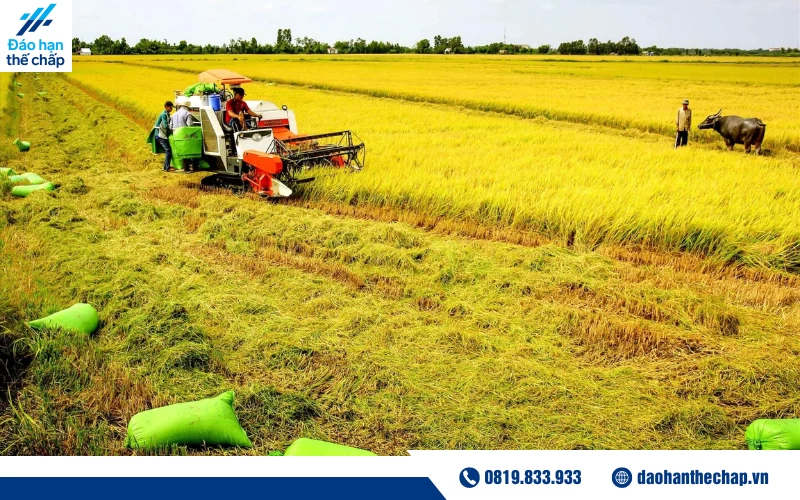 Vay thế chấp đất nông nghiệp sẽ không cao như đất ở thông thường